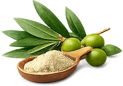 Extrakt z olivových listů — rostlinná složka produktu {{OFFER_NAME}}, bohatá na polyfenoly