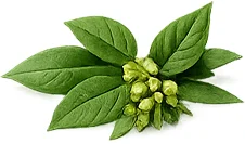 Gymnema (Gymnema sylvestre) — rostlinný extrakt v produktu {{OFFER_NAME}}