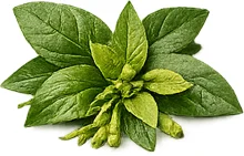 Gymnema (Gymnema sylvestre) — rostlinný extrakt v produktu {{OFFER_NAME}}