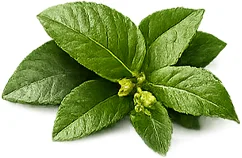 Gymnema (Gymnema sylvestre) — rostlinný extrakt v produktu {{OFFER_NAME}}
