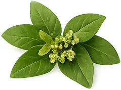 Gymnema (Gymnema sylvestre) — rostlinný extrakt v produktu {{OFFER_NAME}}