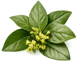 Gymnema (Gymnema sylvestre) — rostlinný extrakt v produktu {{OFFER_NAME}}