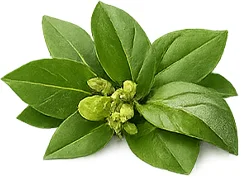 Gymnema (Gymnema sylvestre) — rostlinný extrakt v produktu {{OFFER_NAME}}